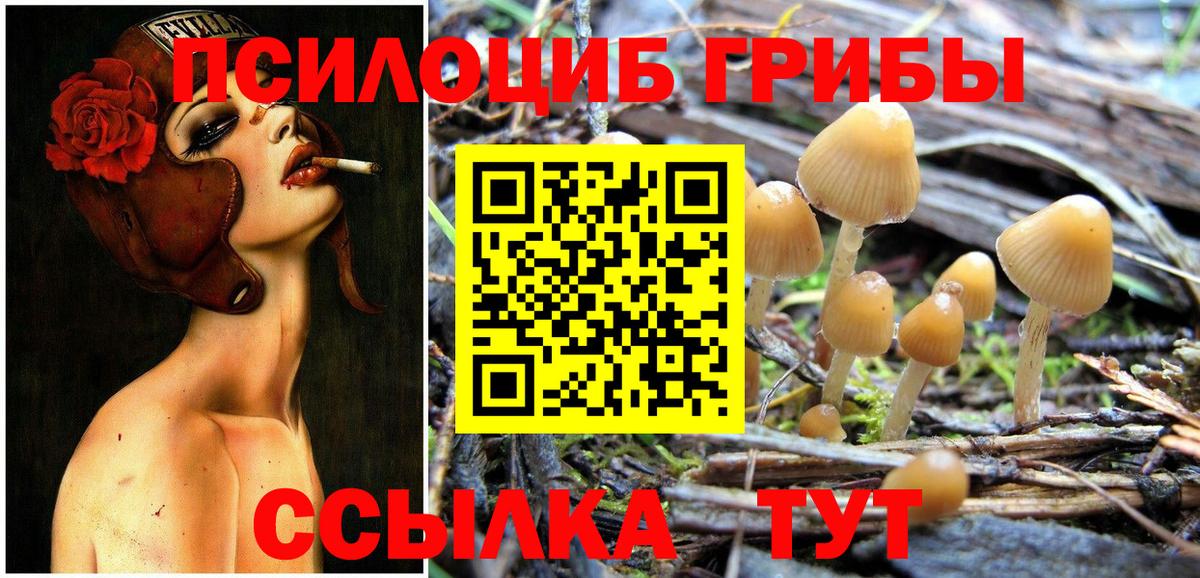 Псилоцибиновые грибы Psilocybe  Вход с VPN  Новоалександровск  Псилоцибиновые грибы Cubensis 